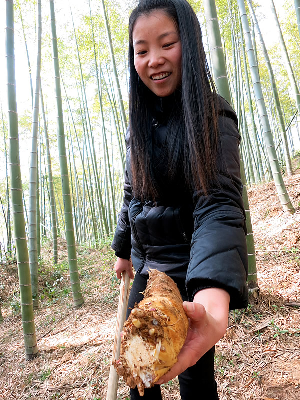 安吉の竹林での筍