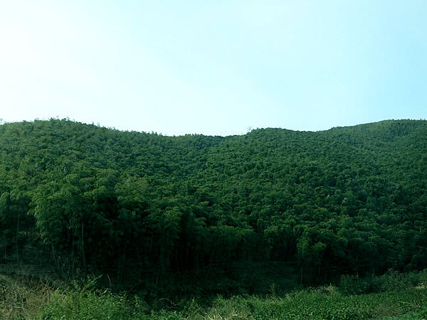 安吉県竹海