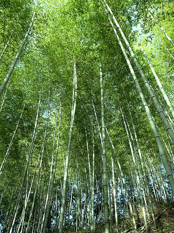 虎竹林（Tiger Bamboo）