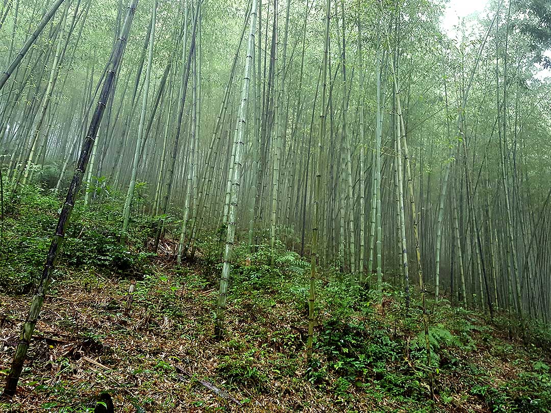 雨の虎竹林