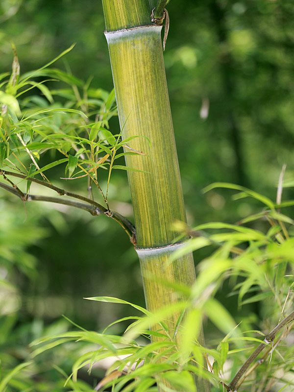 竹（Bamboo）