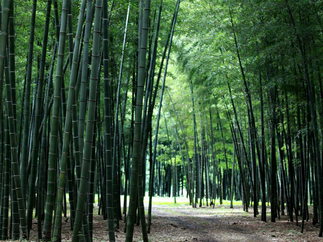 竹林（Bamboo）