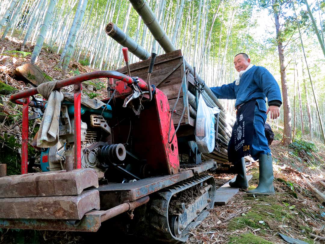 虎竹の里、虎竹（Tiger Bamboo）