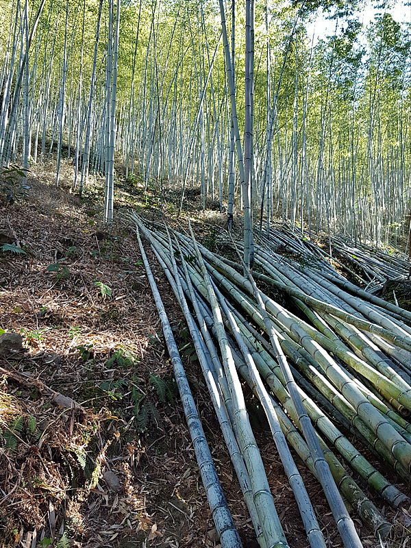 虎竹の伐採
