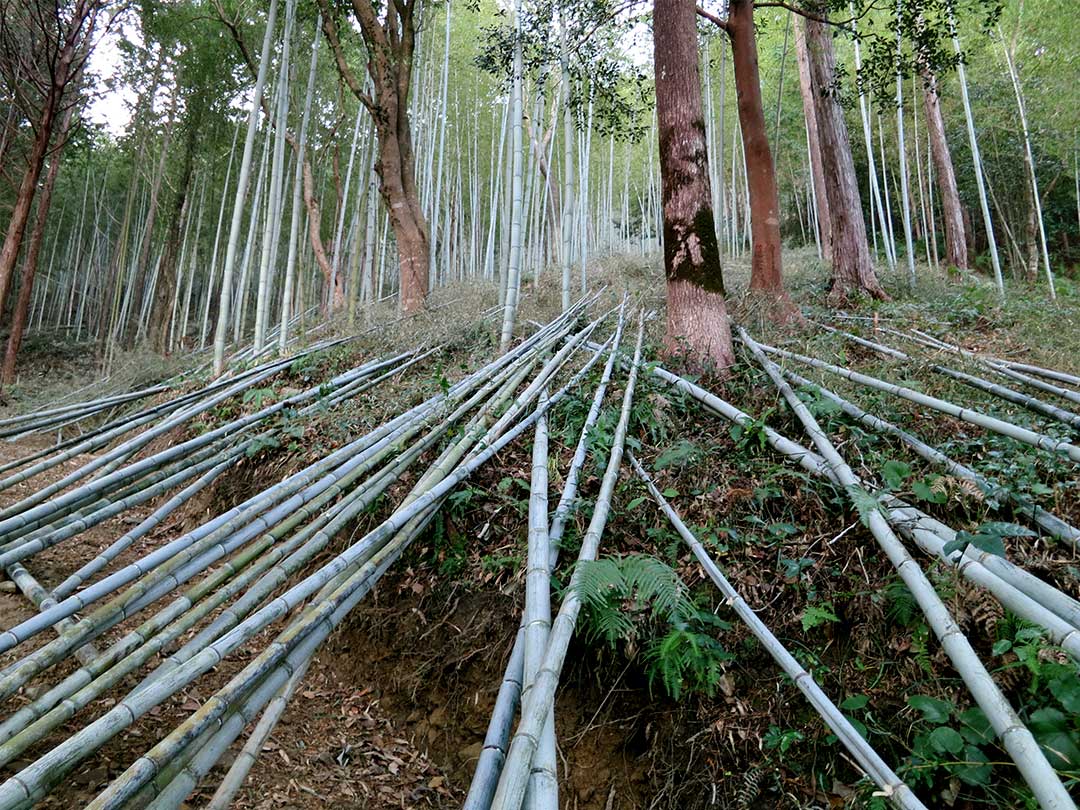 虎竹（Tiger Bamboo）