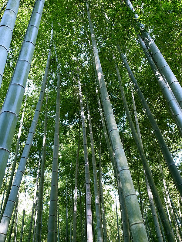 孟宗竹、Bamboo