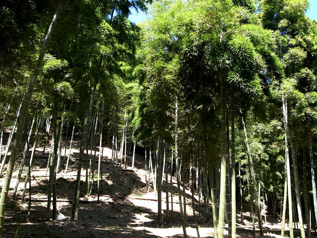 竹林Bamboo