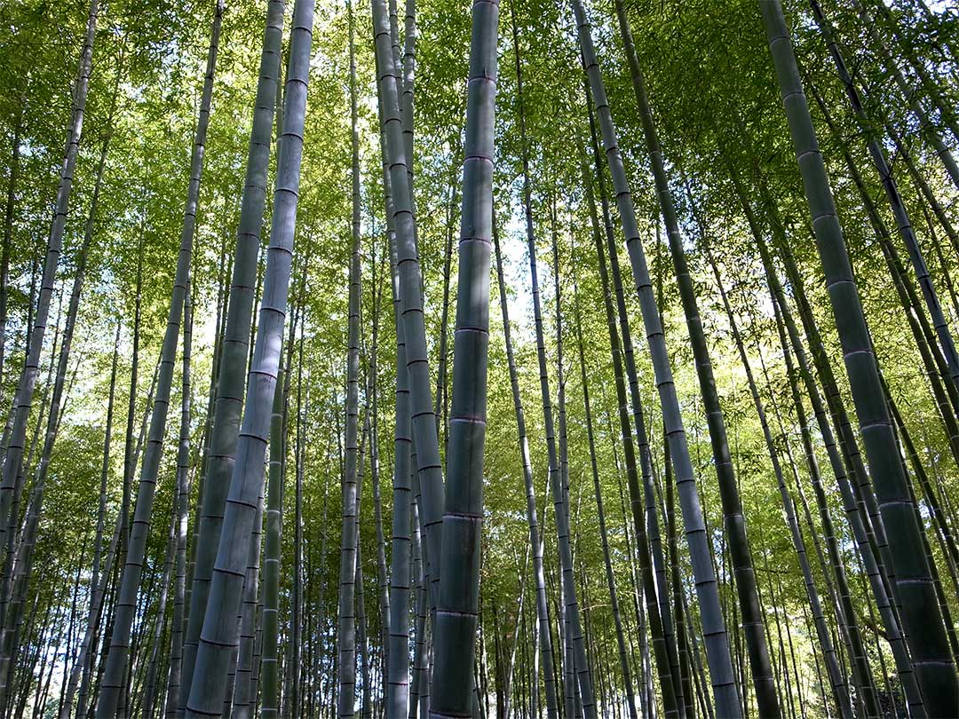 竹、Bamboo