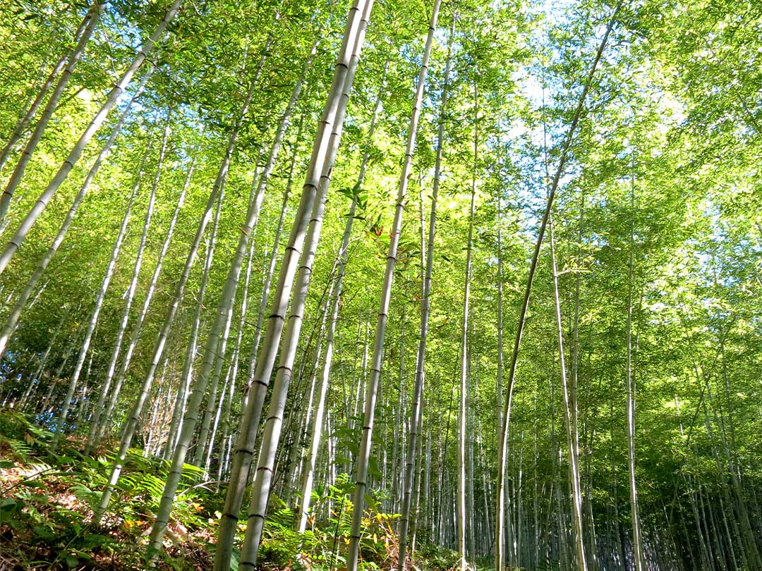 日本唯一の虎竹林