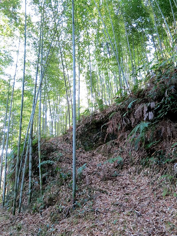 虎竹、Tiger Bamboo