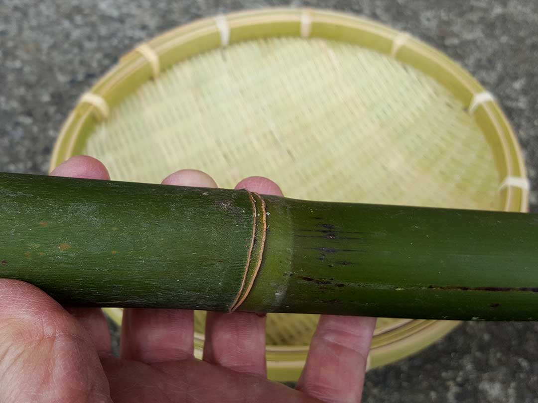 蓬莱竹（ホウライチク）、シンニョウチクの竹笊
