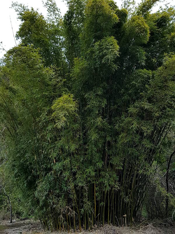 蓬莱竹(シンニョウチク)