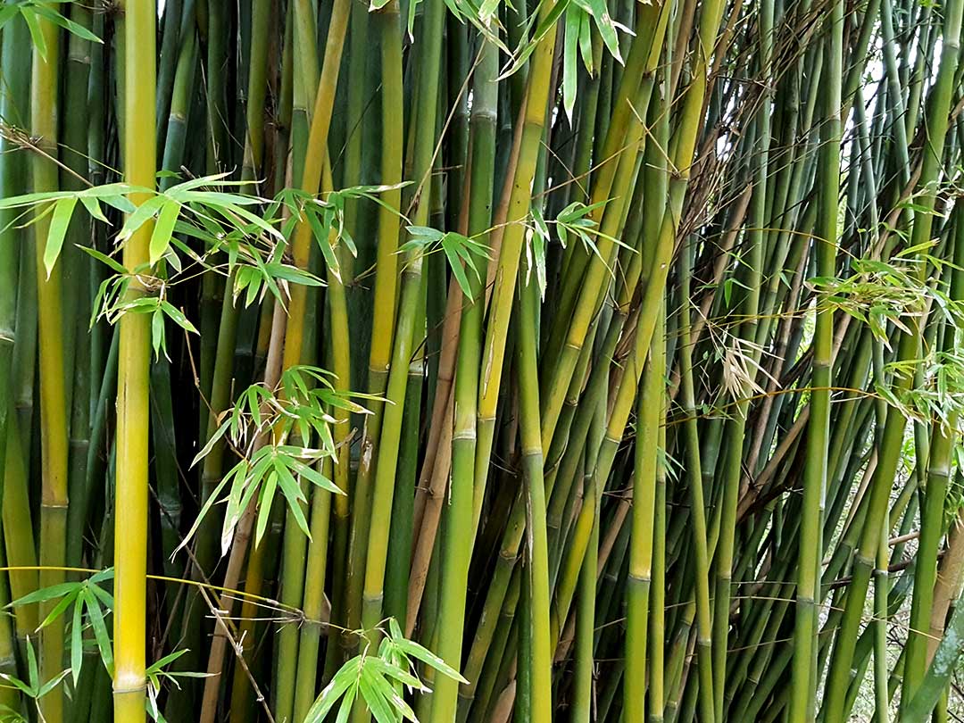 蓬莱竹（ホウライチク）、シンニョウチク