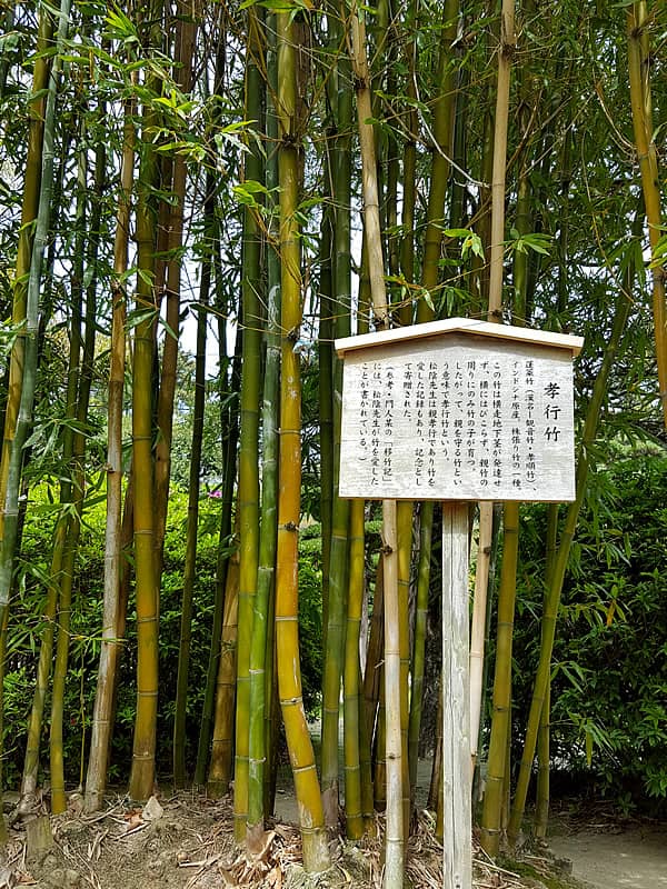 孝行竹（蓬莱竹、シンニョウチク、沈竹）