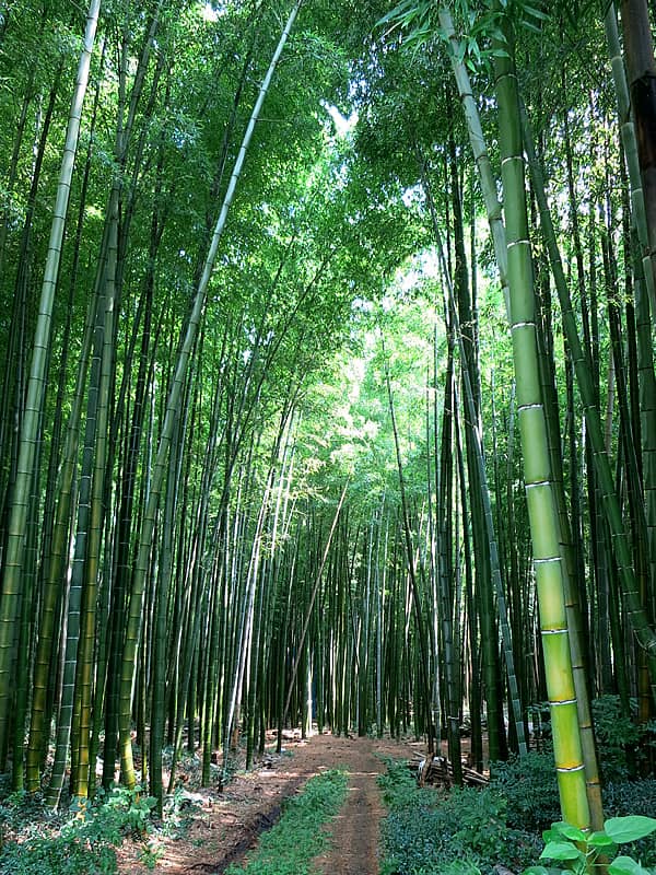 美しい孟宗竹の竹林