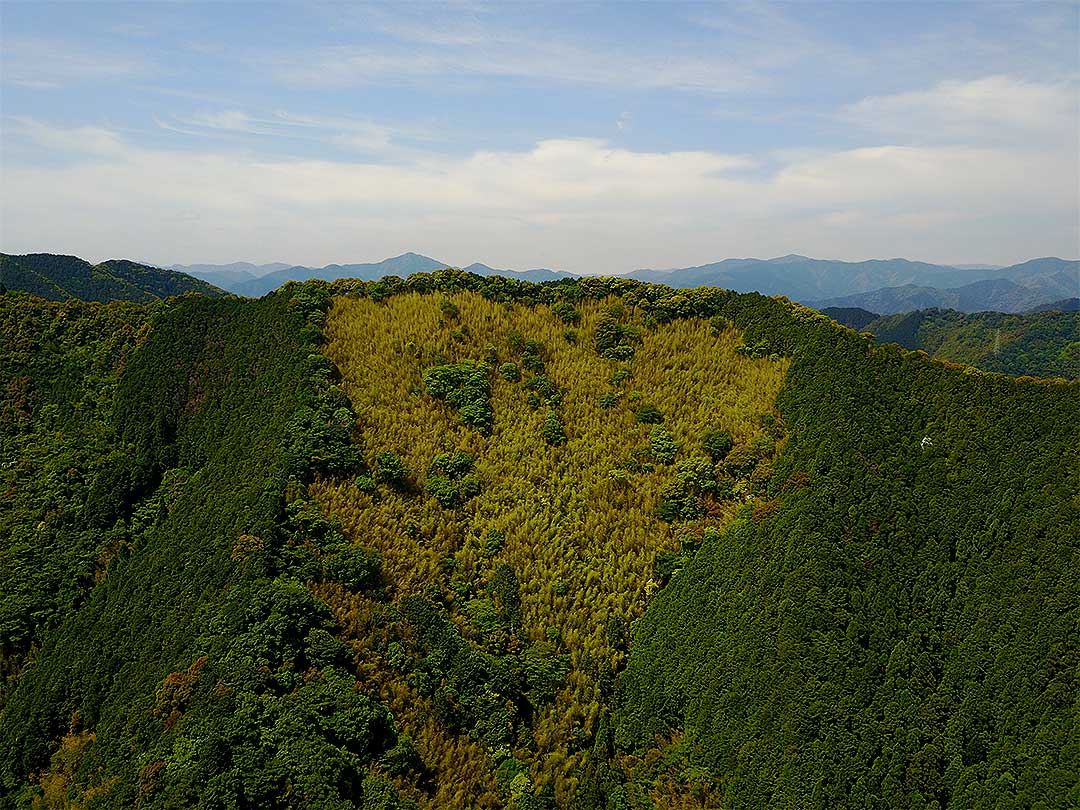 虎竹の竹林