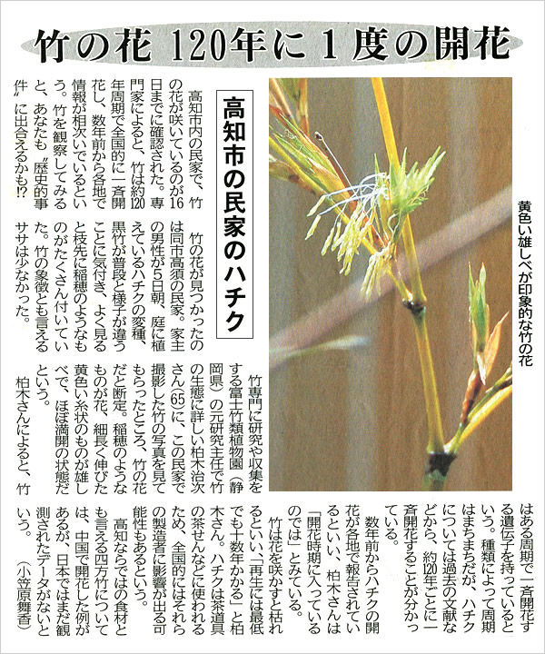 高知新聞、竹の花