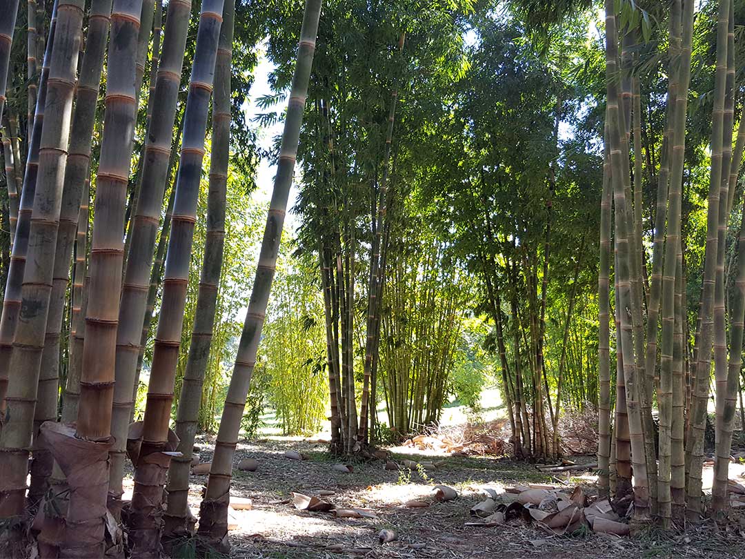 ブラジルJatobas竹農場の不思議