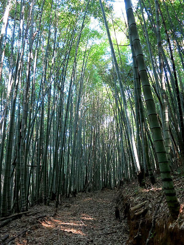 HARADA KOUJIさんのサンパウロ近郊の竹林