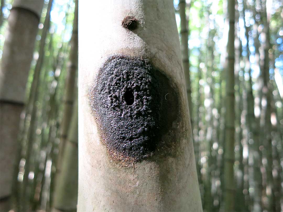 ブラジル、サンパウロの竹の虫による食害g