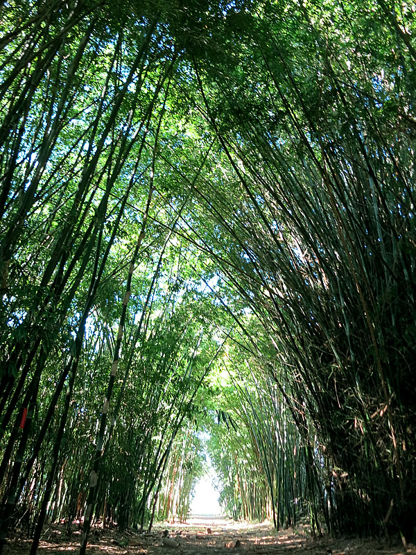 ブラジル、サンパウロ竹農園