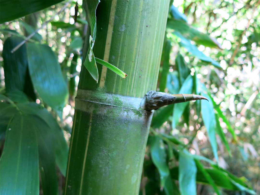 竹のトゲ