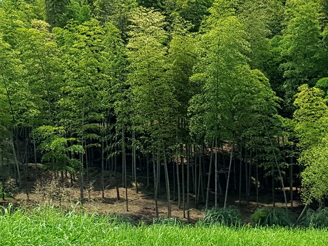 孟宗竹の林