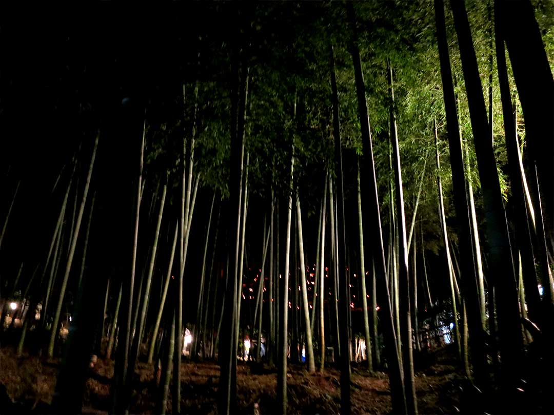 夜の竹林