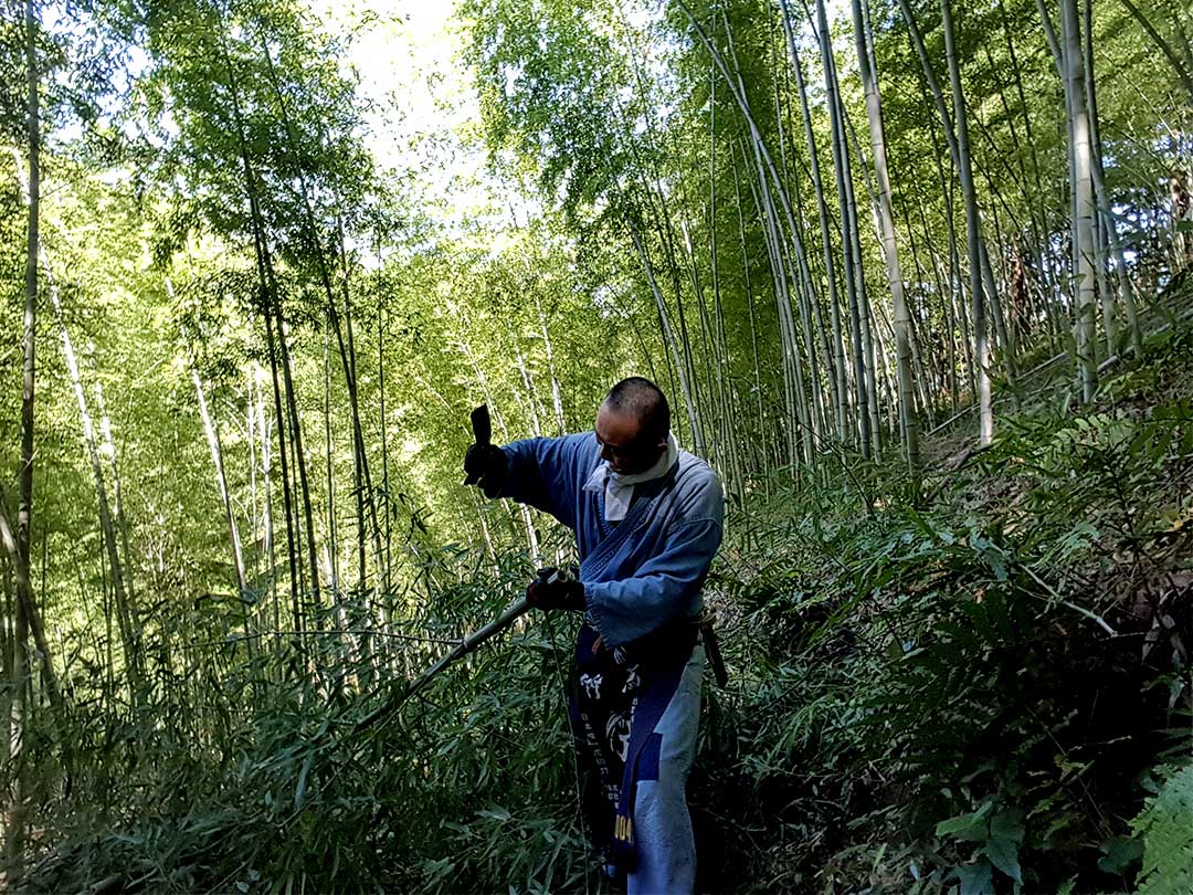 日本唯一虎斑竹（Tiger Bamboo）、竹虎四代目