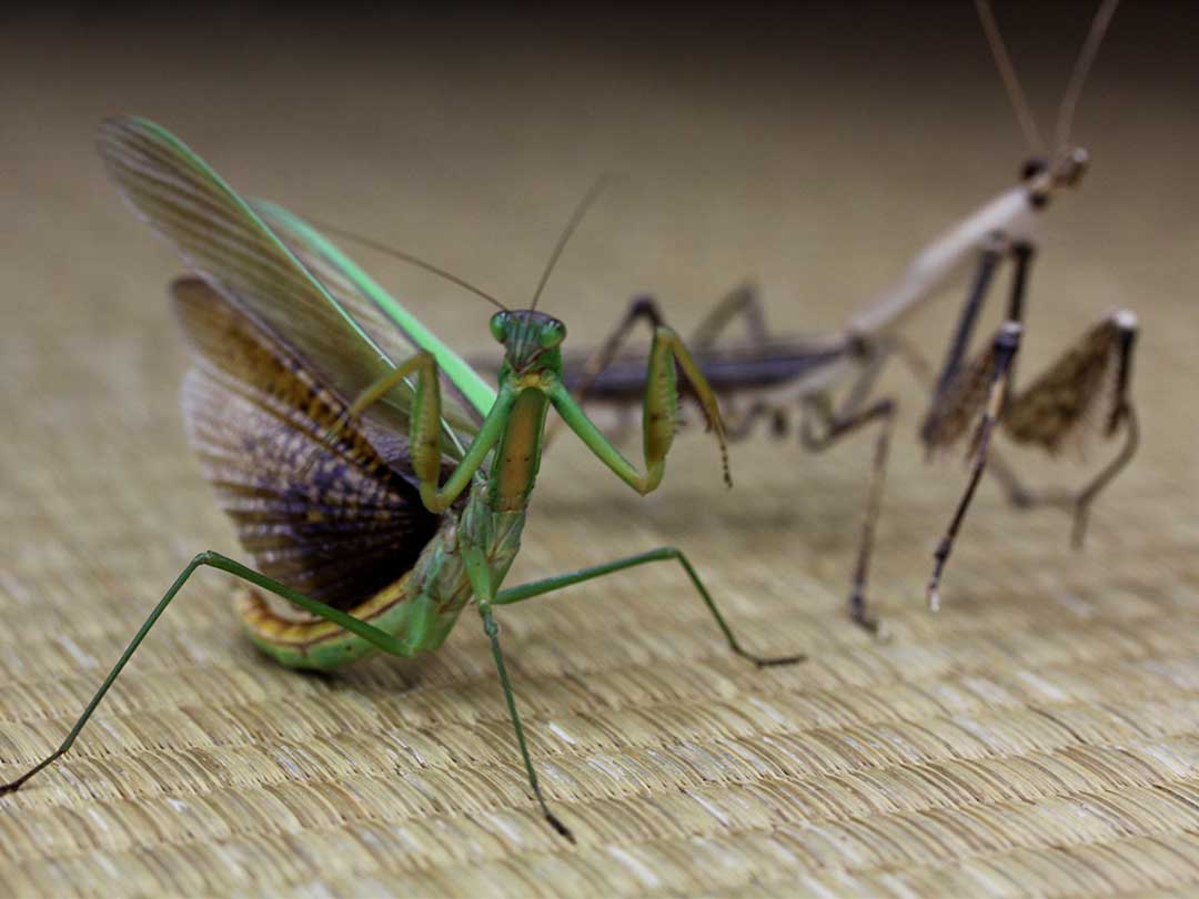 虎竹カマキリ