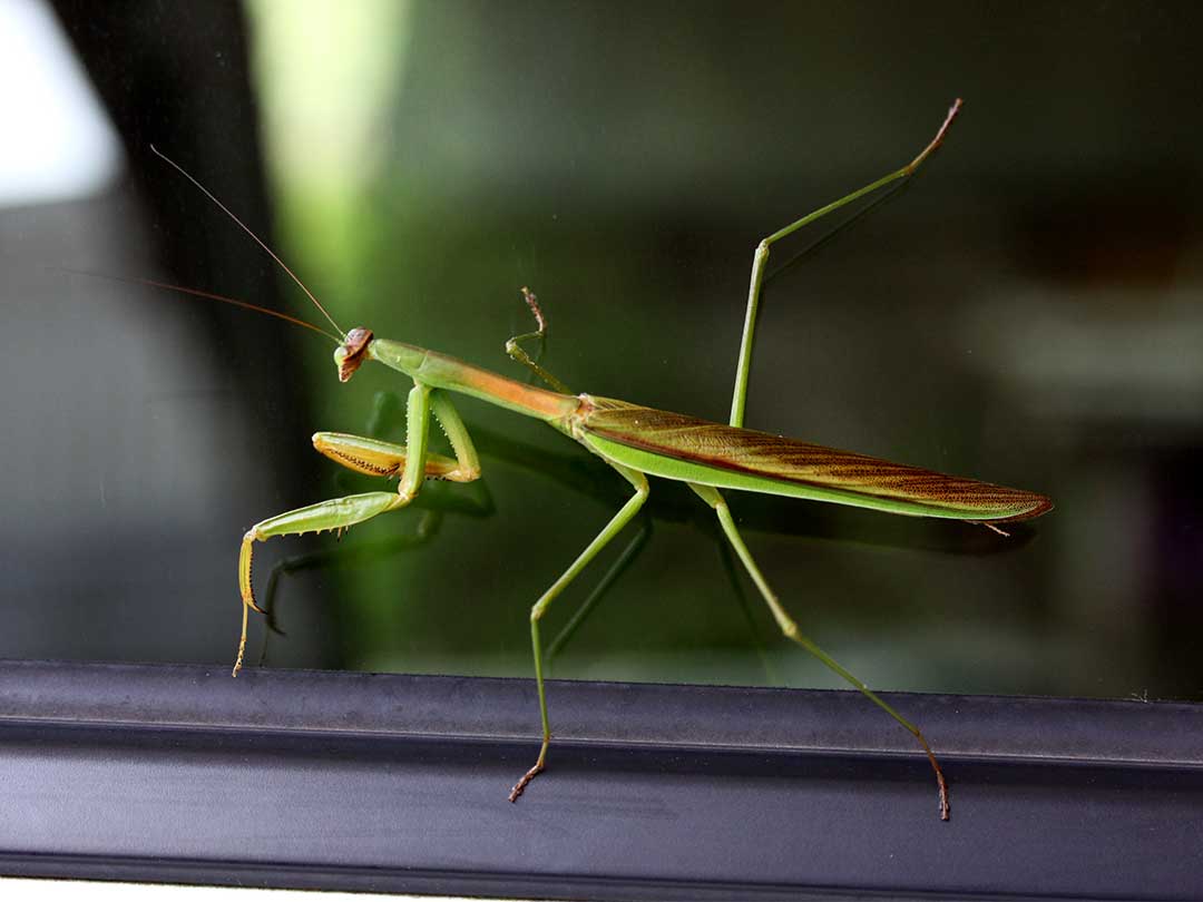 虎竹カマキリと本物のカマキリ