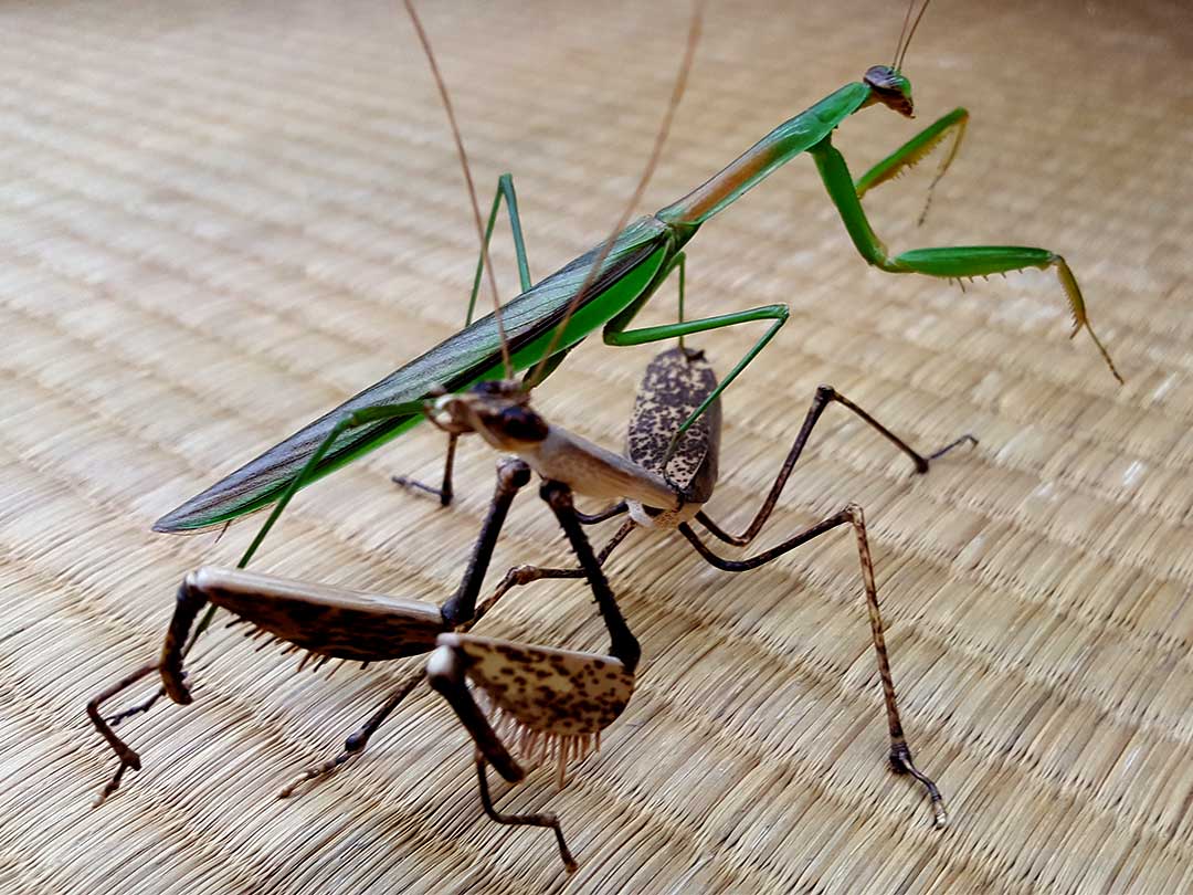 虎竹カマキリ