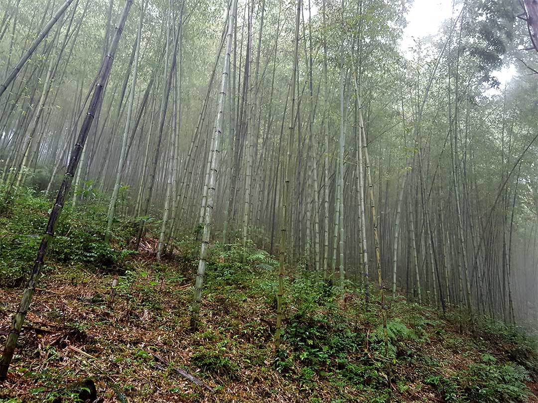 雨の虎竹の里、竹林