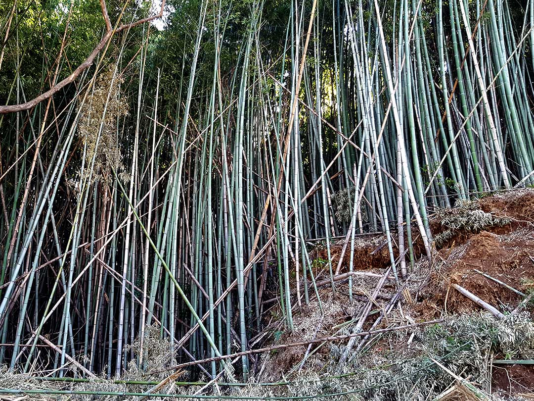 荒廃した竹林