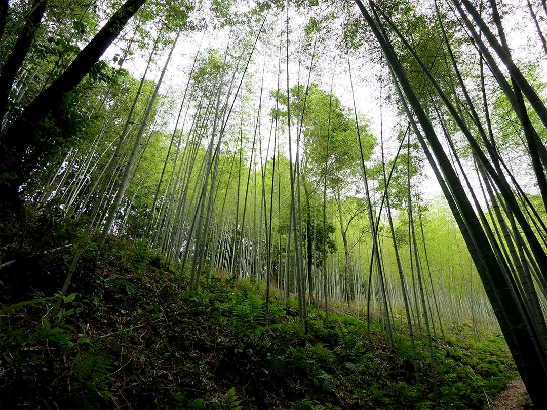 日本唯一の虎竹林