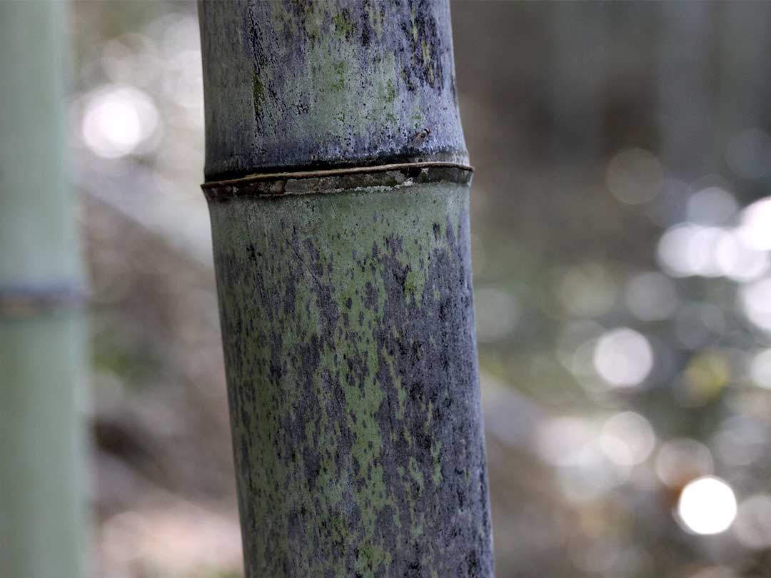 日本唯一虎斑竹（Tiger Bamboo）