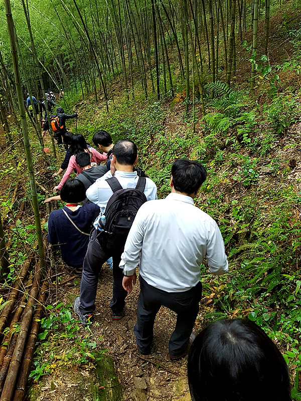 雨の虎竹の里の山道