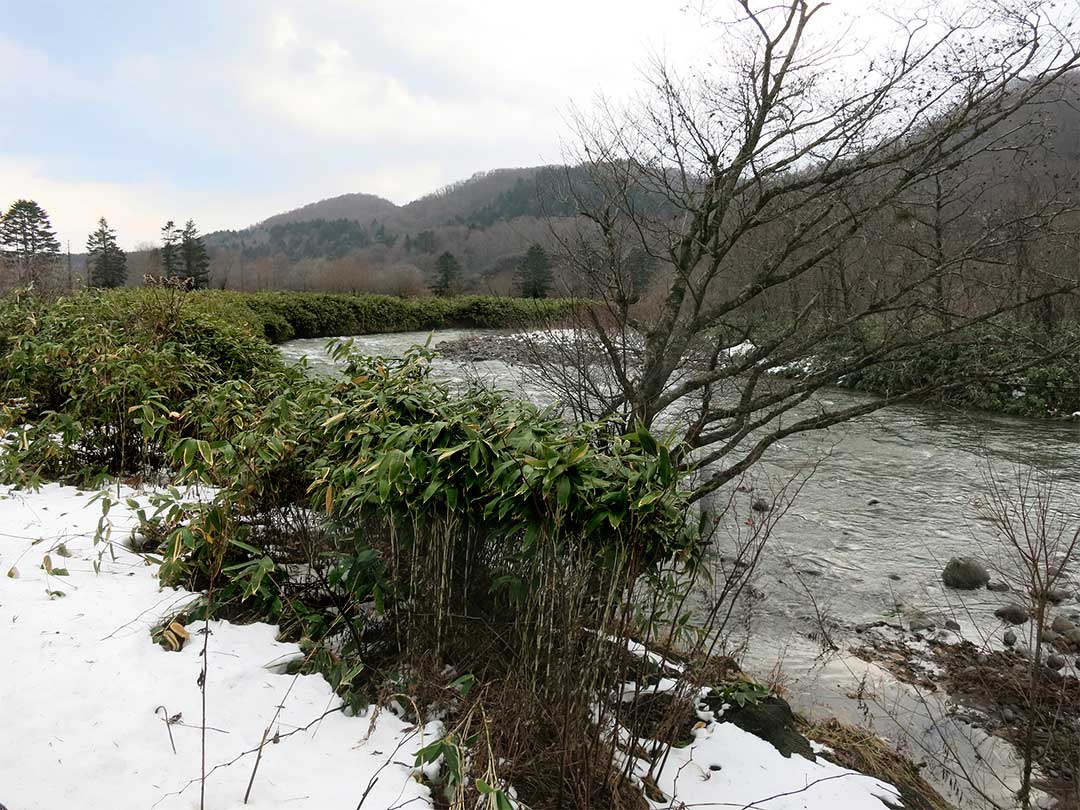 北海道の笹類