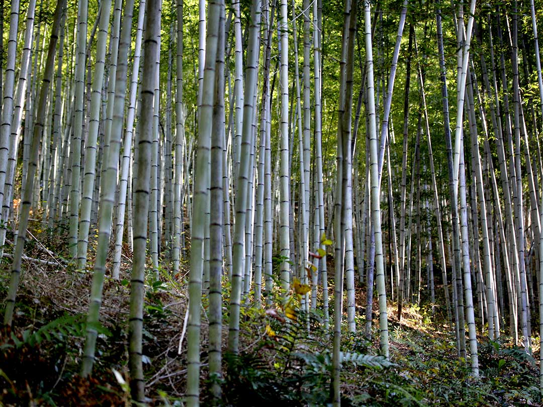 日本唯一の虎竹林、Tiger Bamboo