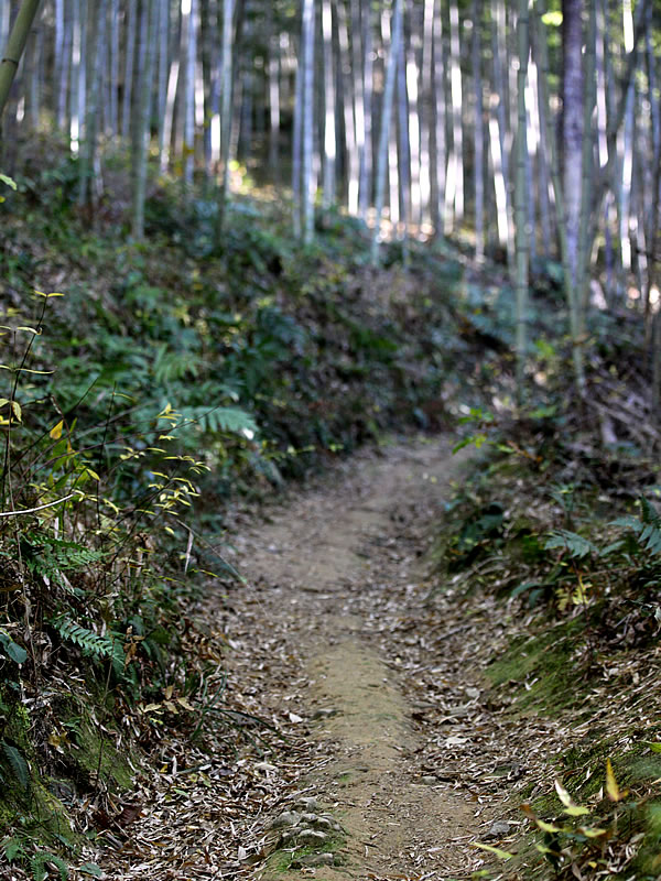 虎竹の里の山道