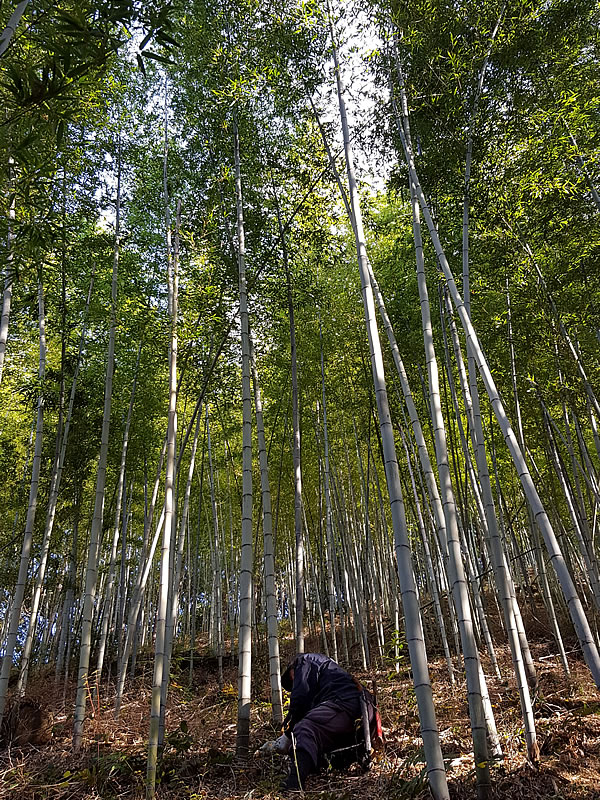 日本唯一の虎竹伐採、山の職人