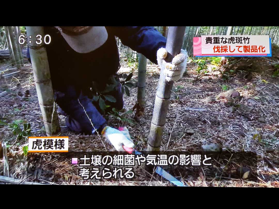 日本唯一の虎竹伐採、RKC高知放送テレビ番組「こうち eye」