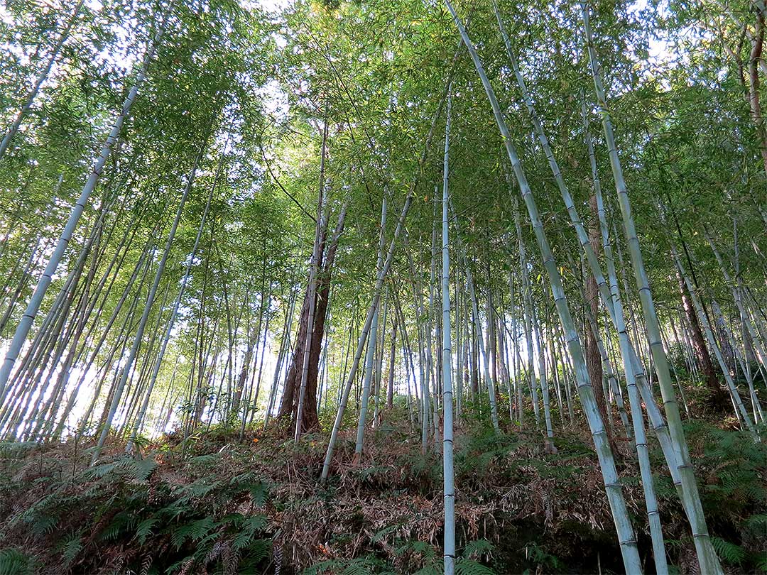 日本唯一の虎竹林