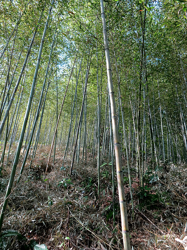 日本唯一の虎竹林、Tiger Bamboo