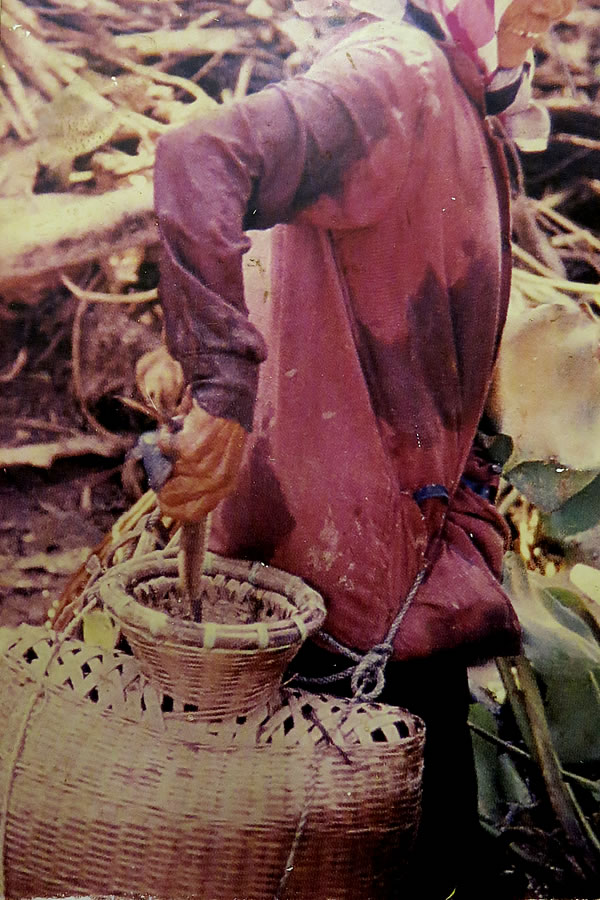 タイで使われている魚籠