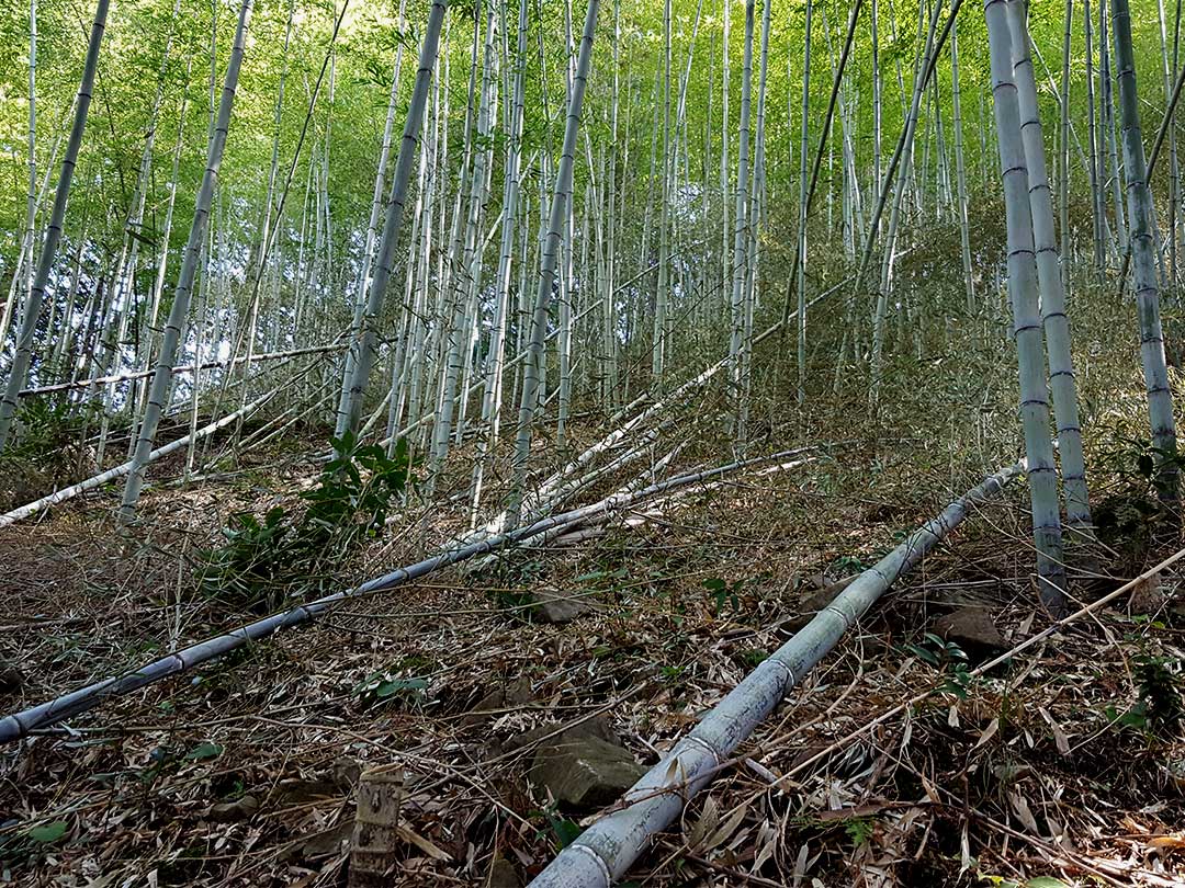 虎竹伐採、Tiger Bamboo