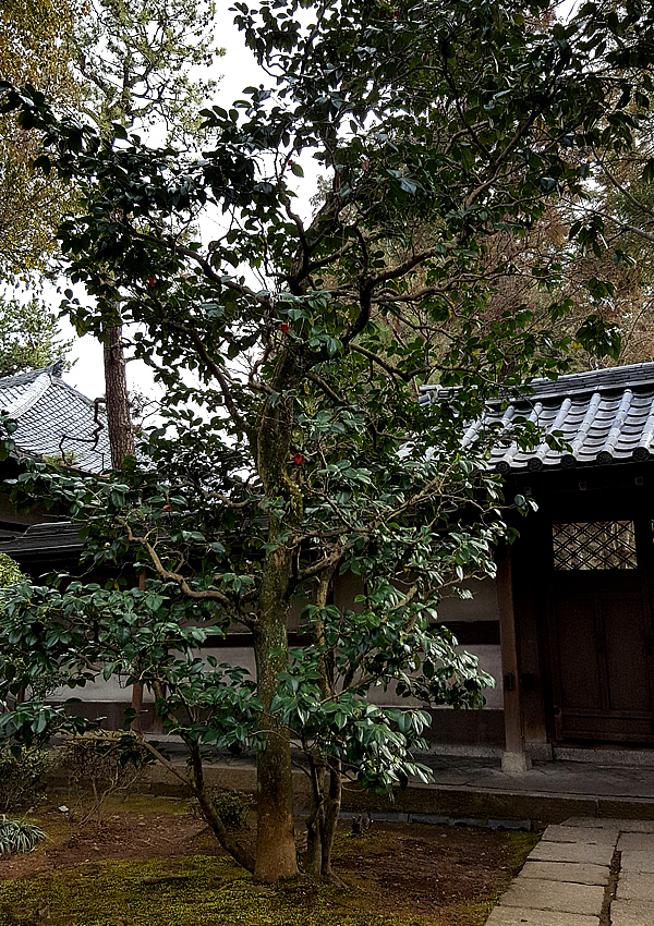 大徳寺の黒椿