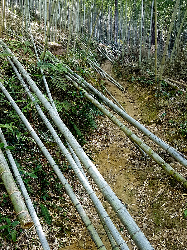 日本唯一の虎竹