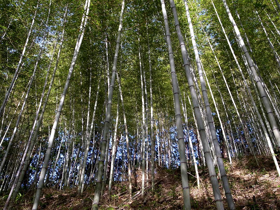 日本唯一の虎竹林