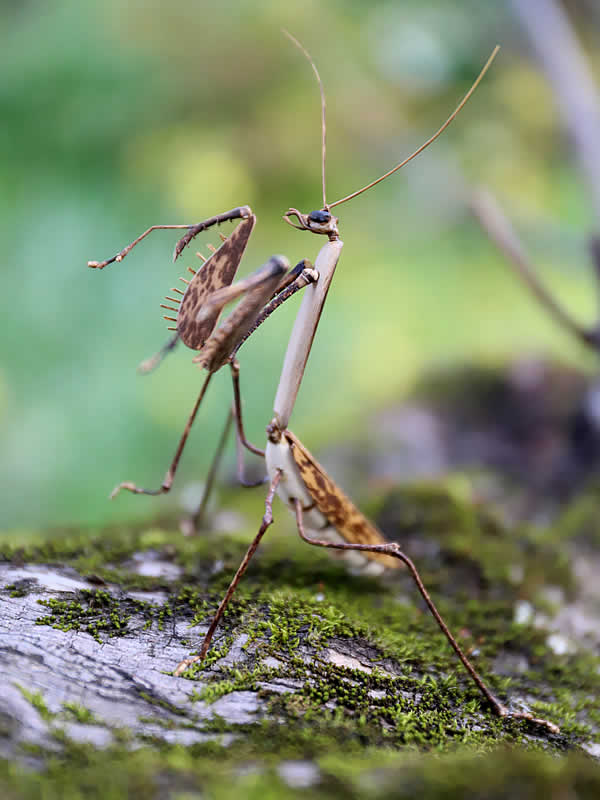 虎竹カマキリ